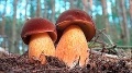 Почему есть грибы полезно и для организма, и для планеты