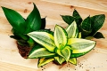 Сансевиерия - идеальное растение для ленивых