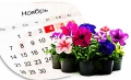 Календарь цветовода: ноябрь