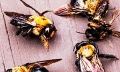 Учёные выяснили почему глобальное потепление климата приводит к гибели пчёл
