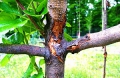 Чем лечить повреждённую кору у плодовых деревьев