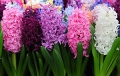 Гиацинт: цветок дождей восточный